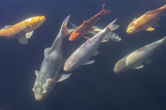 Koi (Cyprinus carpio), Lower Saxony, Germany