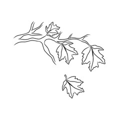 Maple branch line art in minimalist hand-drawn vector style.