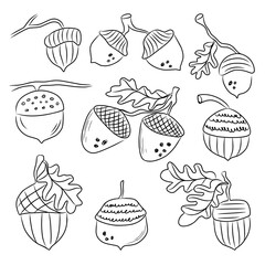Set of hand drawn acorn and oak leaves, cute acorn in minimalist linear style vector design for autumn seasonal.
