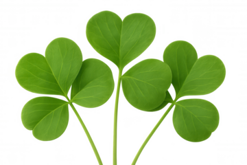 Verdant clovers symbolizing luck, nature, and irish cultural identity against translucent backdrop