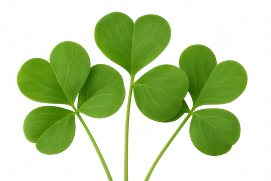 Verdant clovers symbolizing luck, nature, and irish cultural identity against translucent backdrop