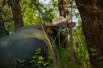 A powerful gaur, also known as the Indian bison, peers through the forest in Chitwan National Park, Nepal. With its massive horns and muscular frame, 