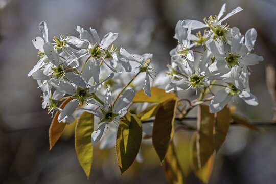 Blossom of the copper rock pear (Amelanchier lamarckii), also known as the currant tree, Baden-W&uuml;rttemberg, Germany