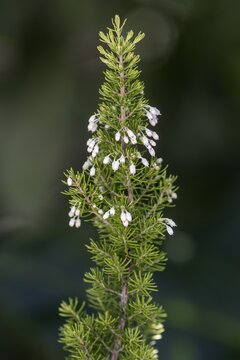 Tree heath (Erica arborea), flowering, Tree heath (Erica arborea), Baden-W&uuml;rttemberg, Germany
