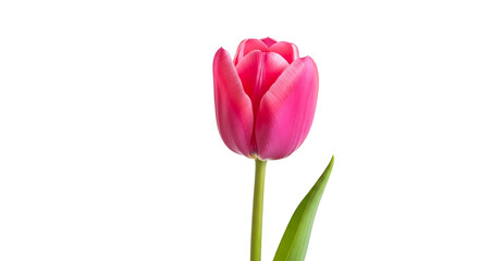 Obraz premium A vibrant pink tulip stands out against a striking black background, showcasing detailed petals and a slender stem.