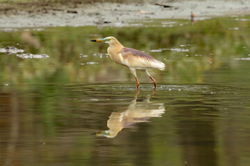 A pond heron stands gracefully in shallow water at Chitwan National Park, Nepal. Its pale brown and white plumage reflects on the calm surface as it waits patiently for prey. 