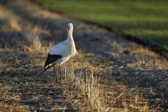 White stork (Ciconia ciconia), foraging in a field, Switzerland