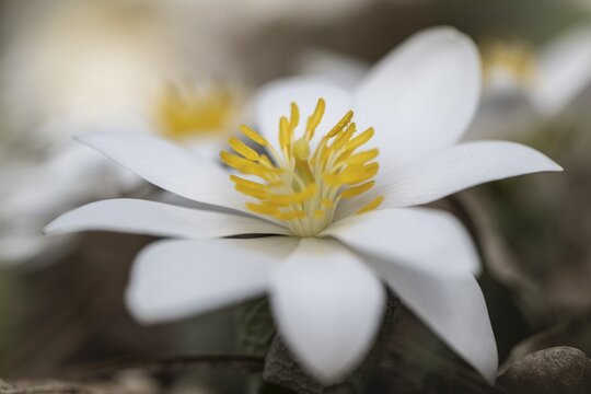 Canadian bloodroot (Sanguinaria canadensis), Emsland, Lower Saxony, Germany