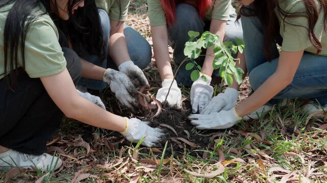 Close up hands holding soil and seedlings, volunteers embody caring and responsibility, showcasing teamwork and effort, collaboration, and commitment to sustainability in preserving our planet natural