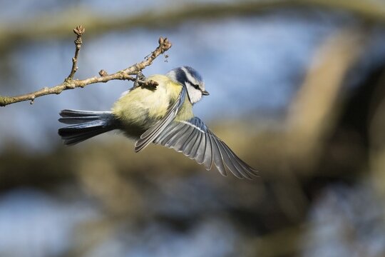 A blue tit (Cyanistes caeruleus, Parus caeruleus) sitting on a branch with its wings half outstretched, surrounded by a blurred natural background, Hesse, Germany