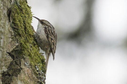 A garden treecreeper (Certhia brachydactyla) sitting on a moss-covered tree trunk, Hesse, Germany