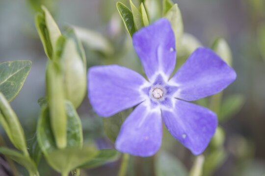 Lesser periwinkle (Vinca minor), Rhineland-Palatinate, Germany