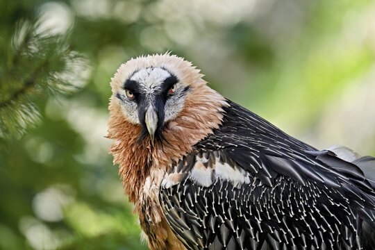 Bearded vulture or lammergeier (Gypaetus barbatus), portrait, captive, Canton Schwyz, Switzerland