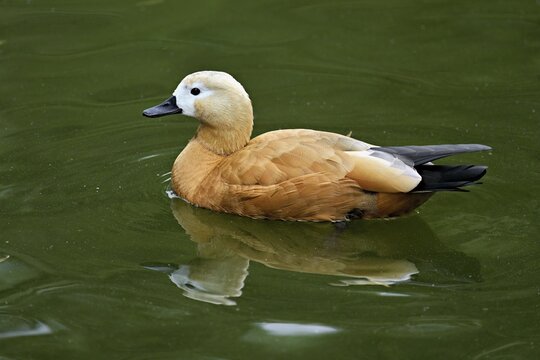 Ruddy shelduck (Tadorna ferruginea), swimming in a pond, Switzerland