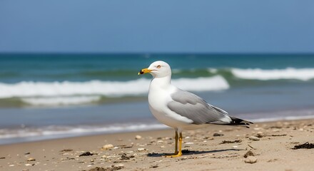 Fototapeta premium Seagull Standing on Sandy Beach with Ocean Waves and Blue Sky.