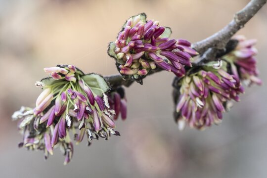 Blossoms of the ironwood tree (Parrotia persica), Rhineland-Palatinate, Germany