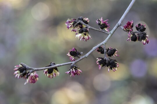 Blossoms of the ironwood tree (Parrotia persica), Rhineland-Palatinate, Germany