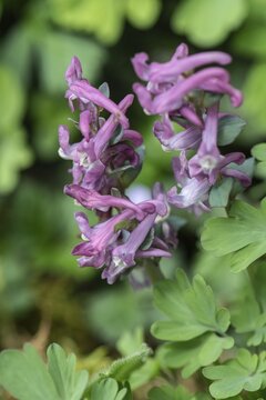 Hollow larkspur (Corydalis cava), Rhineland-Palatinate, Germany