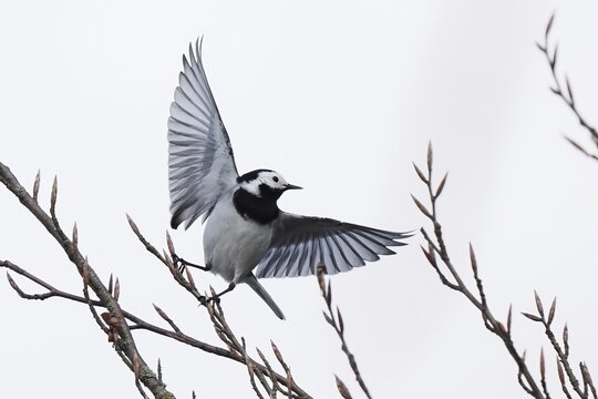 A white wagtail (Motacilla alba) with outspread wings flying over leafless branches, Hesse, Germany