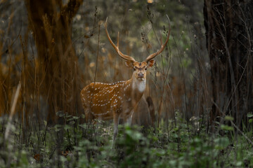 A magnificent spotted deer with tall antlers stands gracefully amidst the dense jungle of Chitwan National Park, Nepal. The golden light filters through the trees, highlighting its elegant posture and