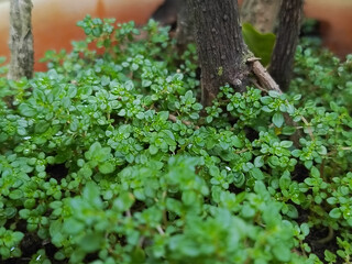 Lush Green Ground Cover Plants in a Natural Garden Setting.