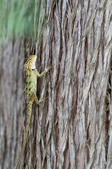 Camouflaged Lizard on Tree Trunk