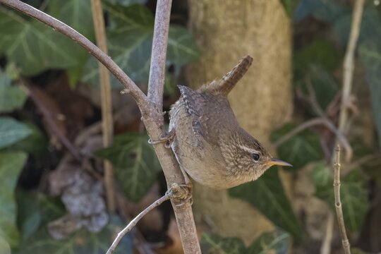 A wren (Troglodytes troglodytes) climbing on a branch, embedded in green foliage, Hesse, Germany