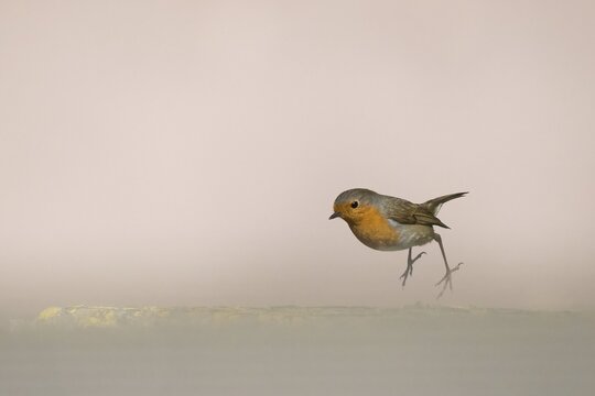 A robin (Erithacus rubecula) hovering in the air against a subtle beige background, jumping from a hide, Hesse, Germany
