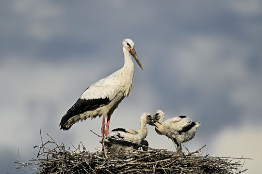 White stork (Ciconia ciconia), adult with two chicks standing on eyrie, Canton Aargau, Switzerland