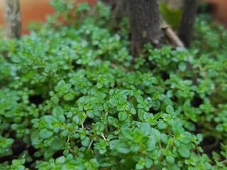 Obraz premium Lush Green Groundcover in Garden Setting.