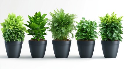 Five potted plants with lush green foliage in dark gray pots on white background.