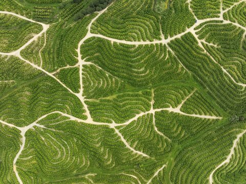 Cultivated orange trees (Citrus sinensis) and network of agricultural roads. Aerial view. Drone shot. Huelva province, Andalusia, Spain