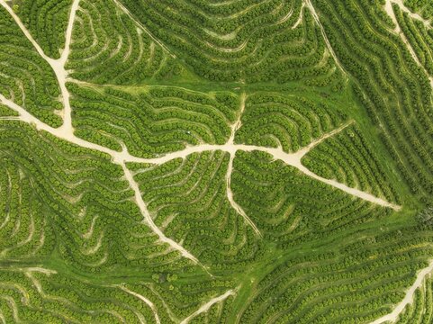 Cultivated orange trees (Citrus sinensis) and network of agricultural roads. Aerial view. Drone shot. Huelva province, Andalusia, Spain