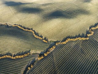Cultivated almond trees (Prunus dulcis) and streams with riverine vegetation in the Campiña Cordobesa, the fertile rural area south of the town of Córdoba. Aerial view. Drone shot. Córdoba province, Andalusia, Spain