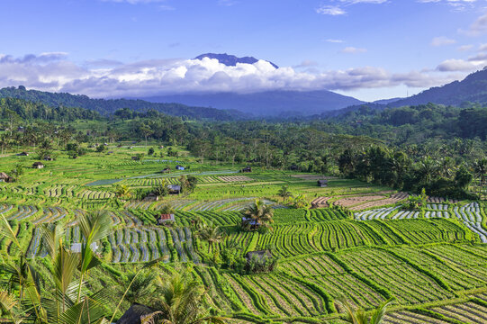 Rice fields in Sidemen valley with Mount Agung in the background, Bali, Indonesia