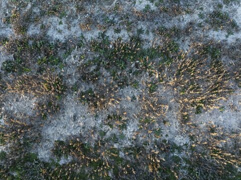 Vegetation and deposits at the shore of a little pool in the Campi&ntilde;a Cordobesa. Aerial view. Drone shot. C&oacute;rdoba province, Andalusia, Spain