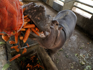 An hippo feeded with carrots
