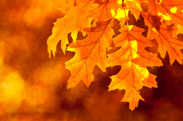 Grunge artistic background with autumn leaves. Perfect vintage fall texture.