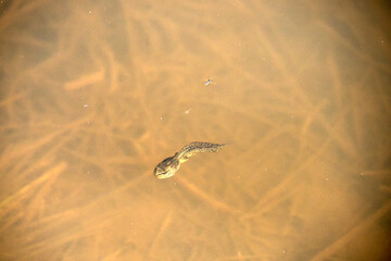 todpole in a pond close up