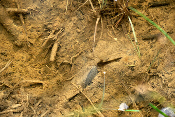 Young Ichthyosaura alpestris alpine salamander in dolomites