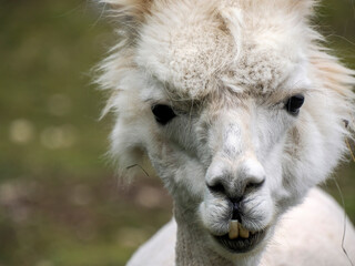 Obraz premium Furry alpaca close up portrait