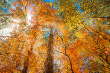 Multi color trees in the autumn forest