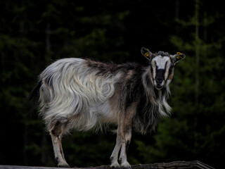 goat in farm isolated on black background