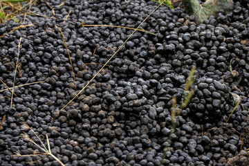 Dung of alpaca close up detail