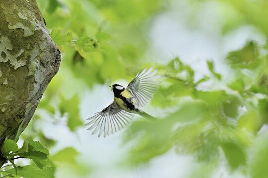 Great tit (Parus major), with food in its beak approaching the breeding den, Canton Zug, Switzerland