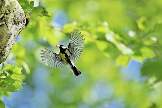 Great tit (Parus major), with food in its beak approaching the breeding den, Canton Zug, Switzerland