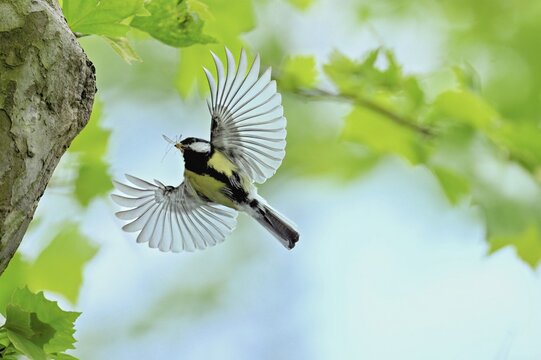 Great tit (Parus major), with food in its beak approaching the breeding den, Canton Zug, Switzerland