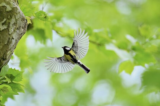 Great tit (Parus major), approaching the breeding den, Canton Zug, Switzerland