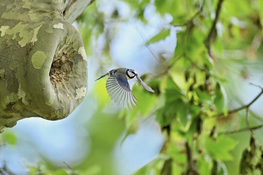 Blue tit (Parus caeruleus), taking off from the breeding den, Canton Zug, Switzerland