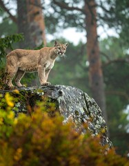 Cougar on rock, misty forest